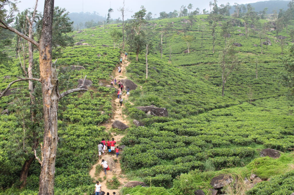 tea plantation in sri lanka