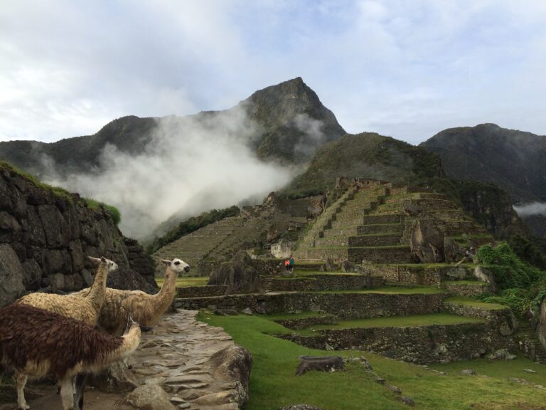 llamas at Machu Picchu