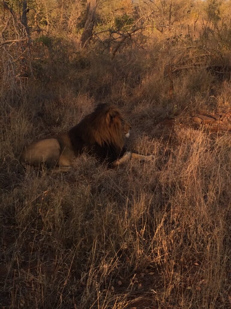 lion sitting in bush