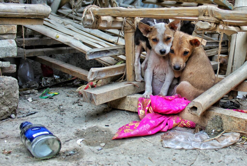 street dogs