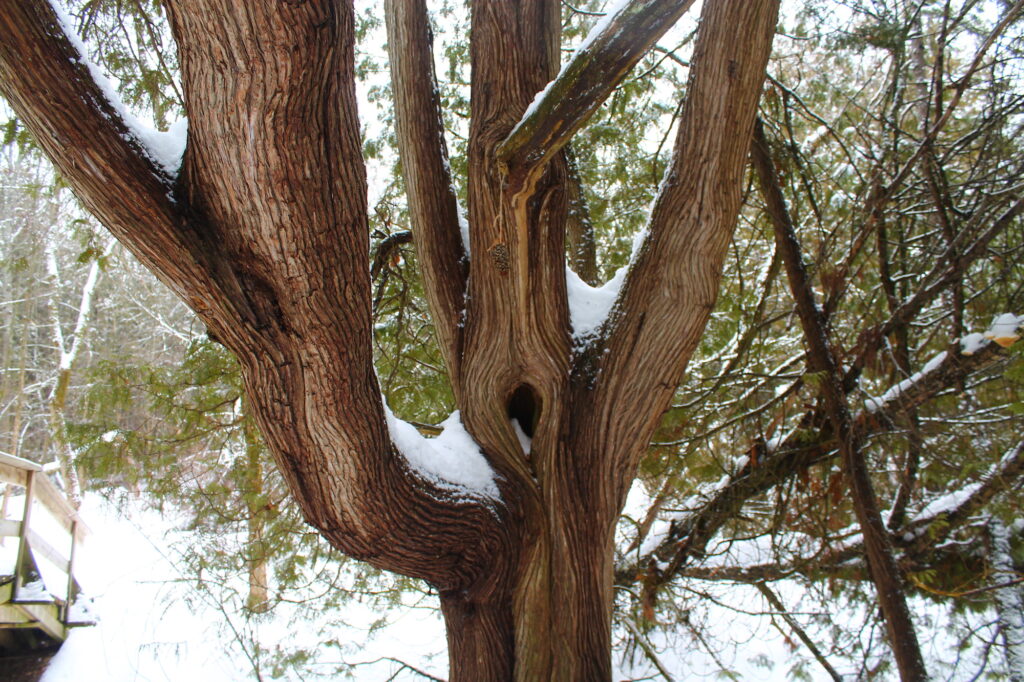 tree covered in snow