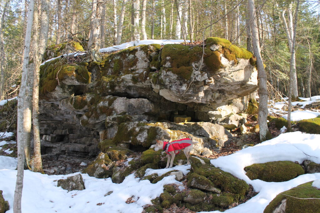 dog walking on snowy trail with mossy rocks