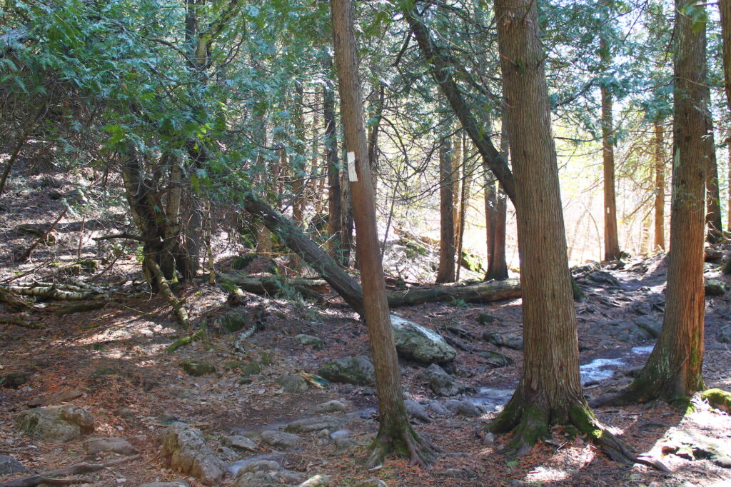 Bruce Trail to Lion's Head lookout