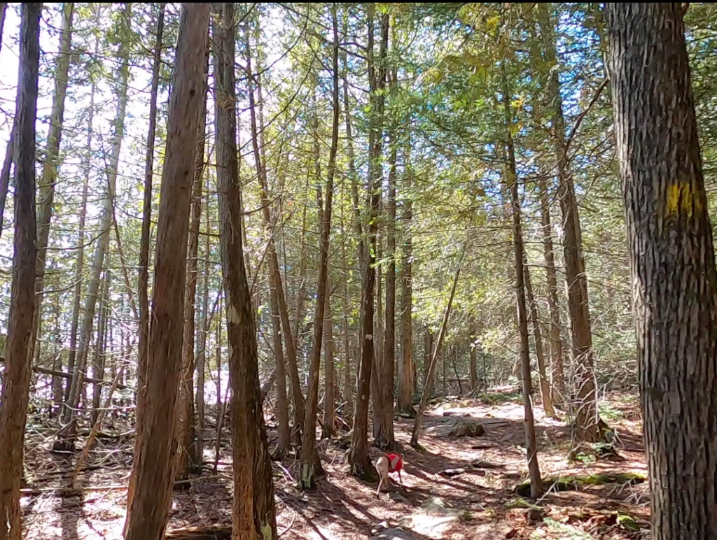 wooded trail around Cyprus lake