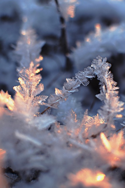 Blooming in the Frost: How to Stay Creative Through the WInter by @DanikaDuarte #creativity #writinghelps #writinginspiration #artists