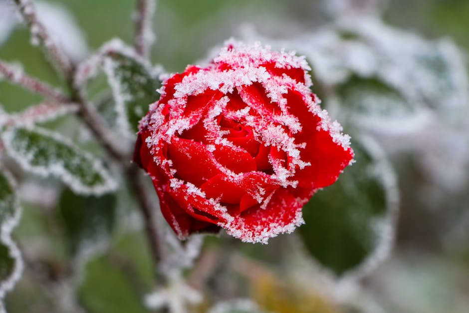 Blooming in the Frost: How to Stay Creative Through the WInter by @DanikaDuarte #creativity #writinghelps #writinginspiration #artists