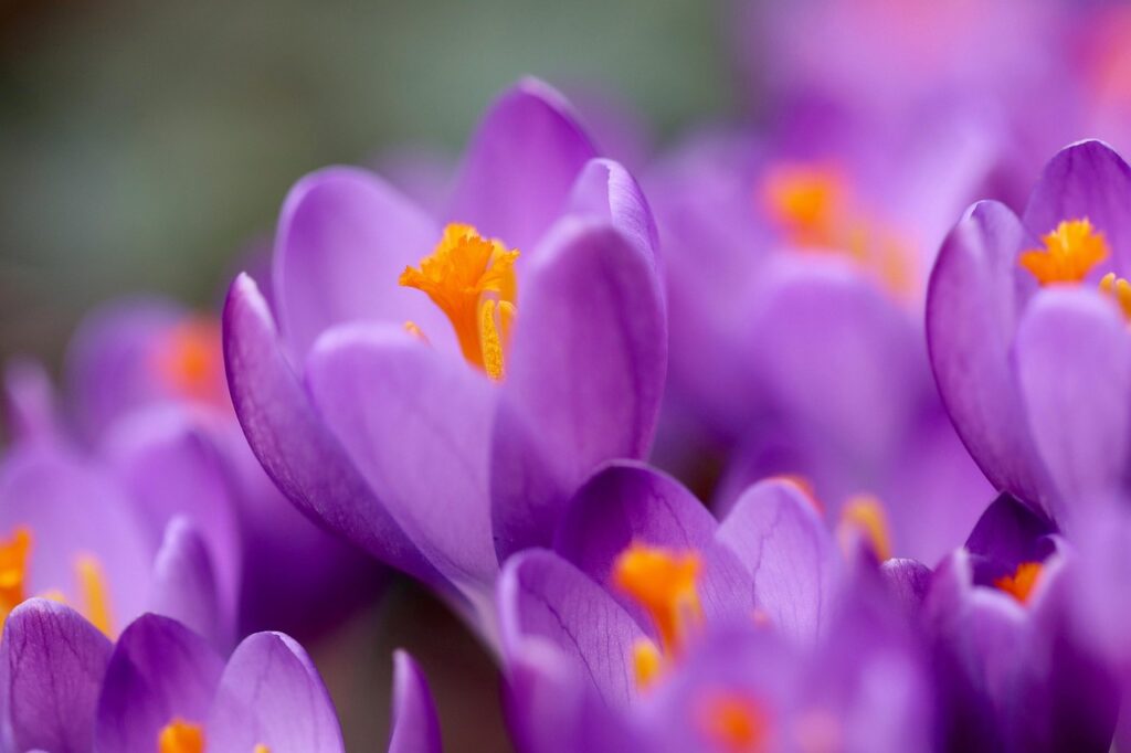 A Different Way to Bloom: Becoming a Debut Author by @DanikaDuarte #author #debut #bloom