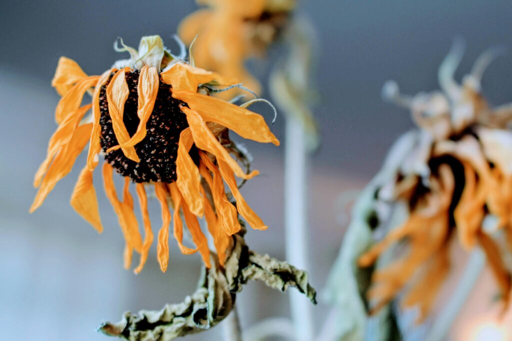 A Different Way to Bloom: Becoming a Debut Author by @DanikaDuarte #author #debut #bloom